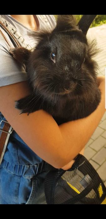 Króliczek Luna szuka rodzinę