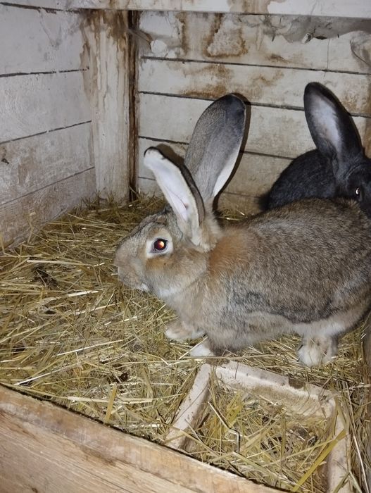 Króliki Samce Sprzedam