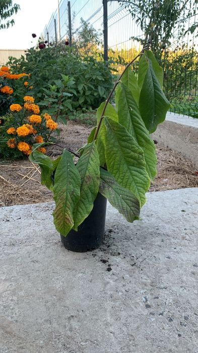 Азиміна Paw Paw. Сорти: NC-1, TA 1-XL