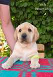 Labrador retriever biszkoptowa suczka PATI Passion Dog już do odbioru