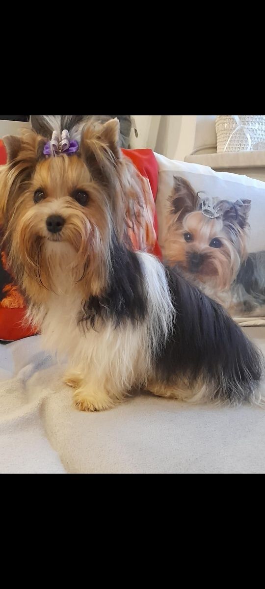 Yorkshire terrier FIGARO biewer piesek