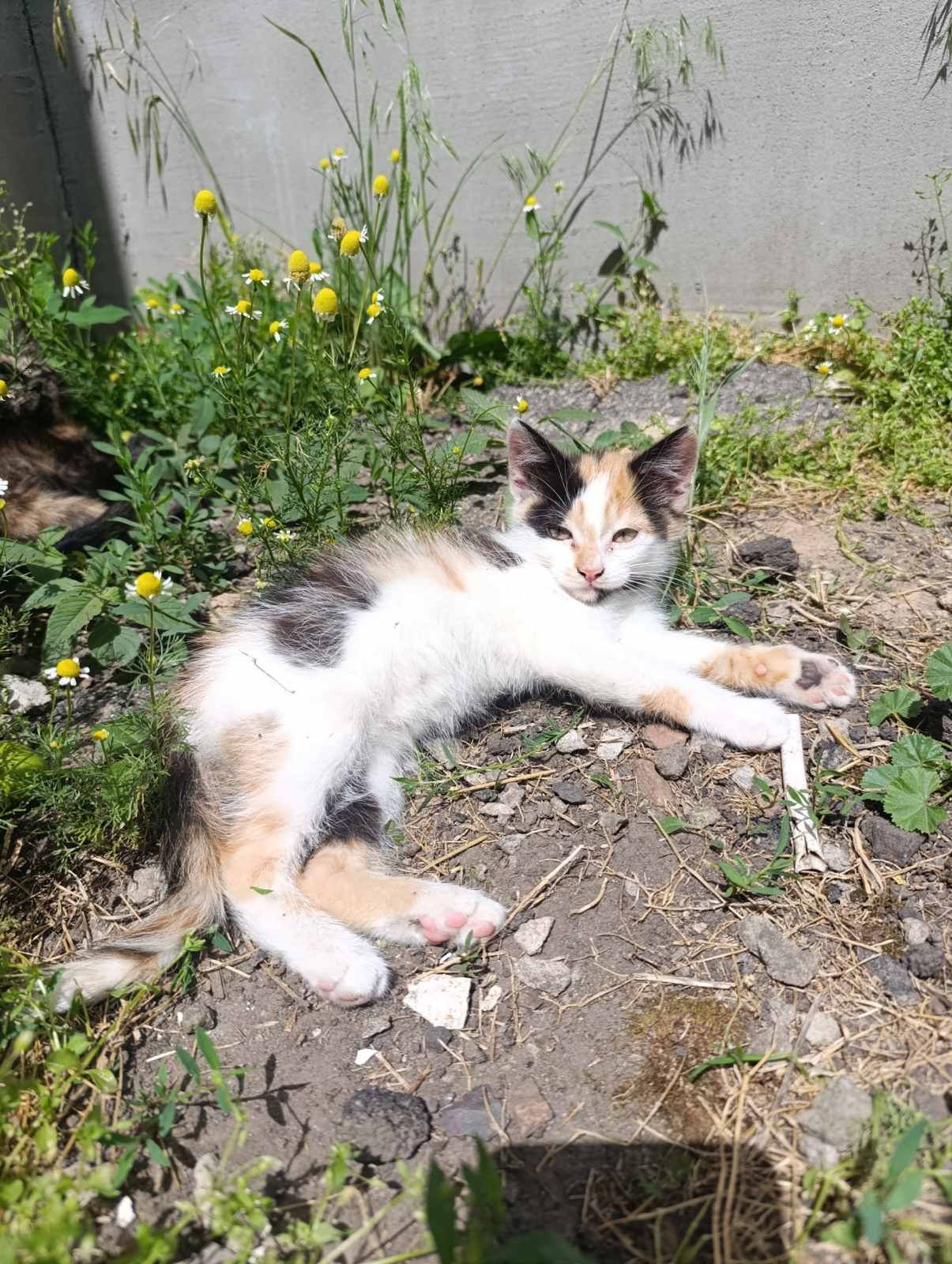 Кошенята для душі