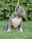 Piękny   piesek amstaff