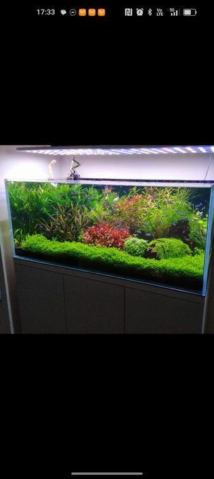 Duży Heniek hemianthus