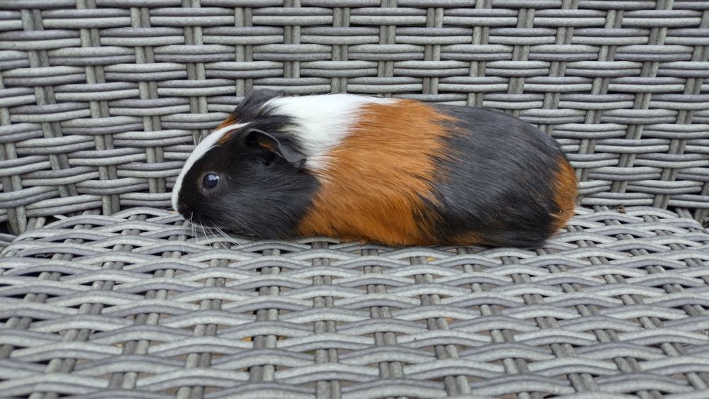 Świnki świnka morska