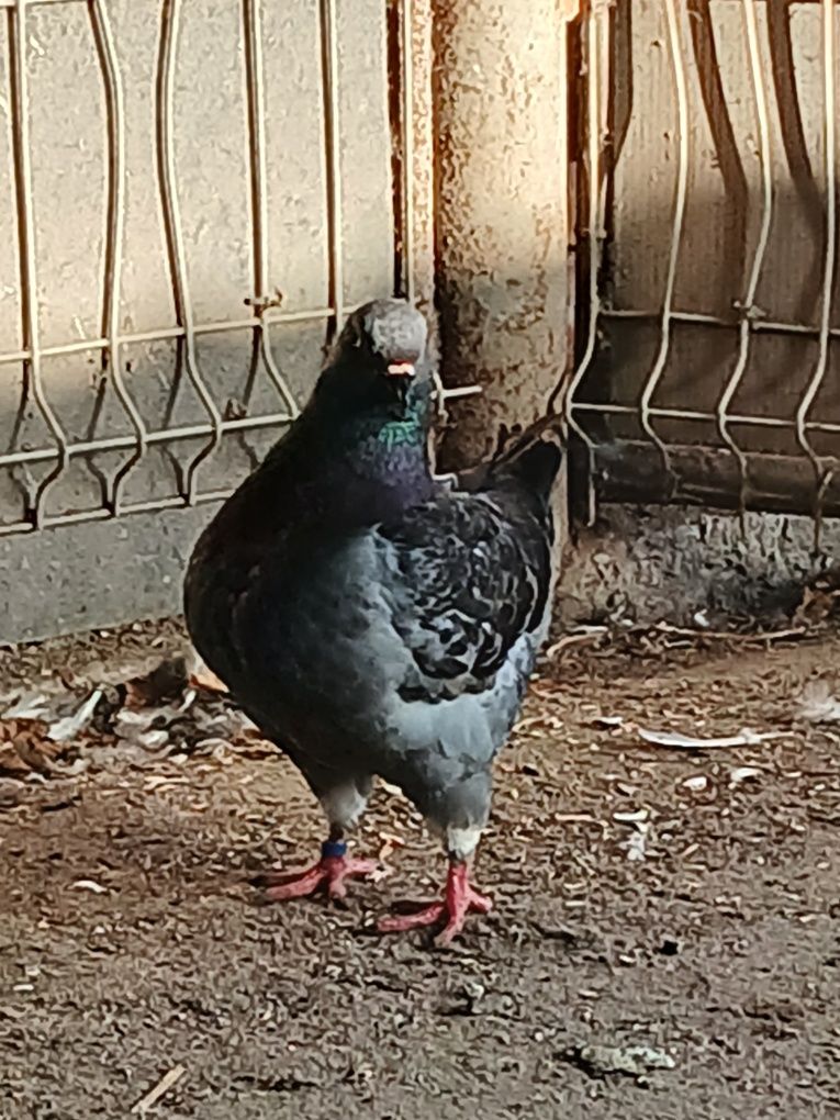 Kingi Kingi gołębie