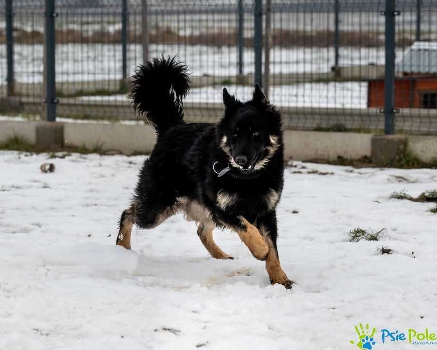 Bardzo miły, przyjazny psiak LIROY ogląda się za domkiem!