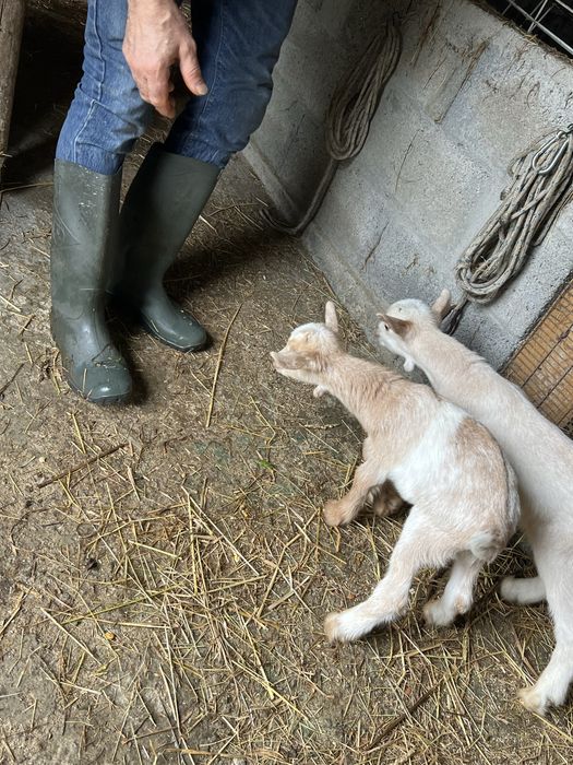 CABRA alpina  exelente linhagem