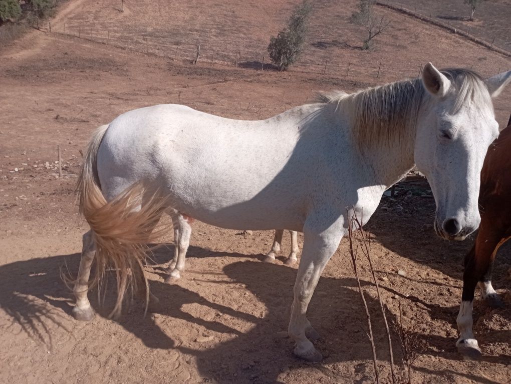 Cavalo e égua mansinhos