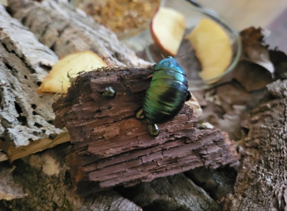 Смарагдовий тарган