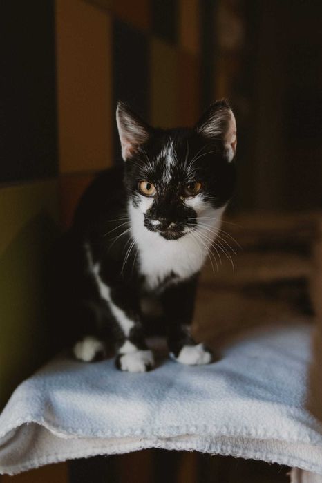 Do adopcji kocurek