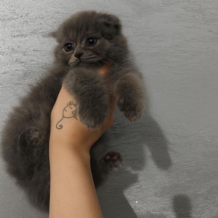 Kocurek szkocki zwislouchy niebieski dlugowlosy