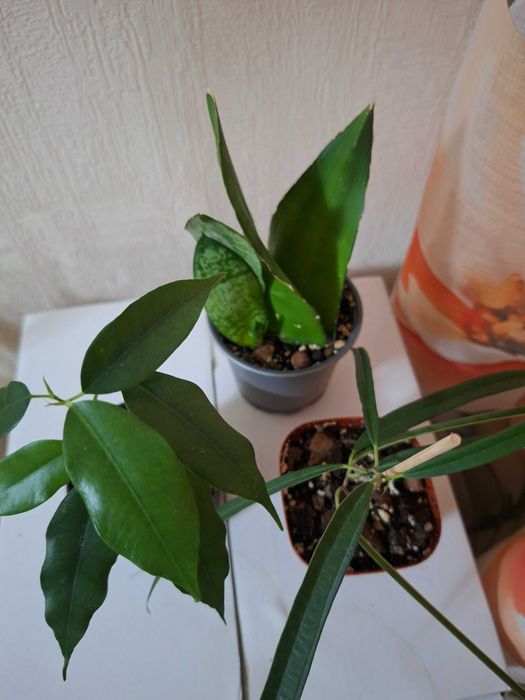 Набір рослин санса та 2а фікуси