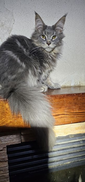 Крупный мальчик мейн кун