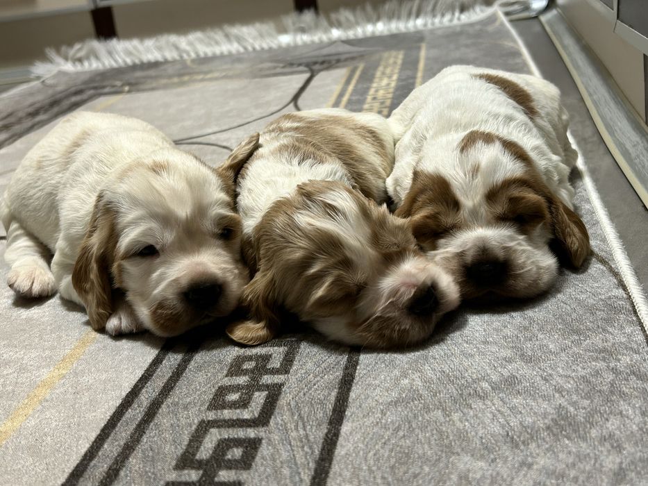 Suczka Cocker Spaniel Angielski do rezerwacji