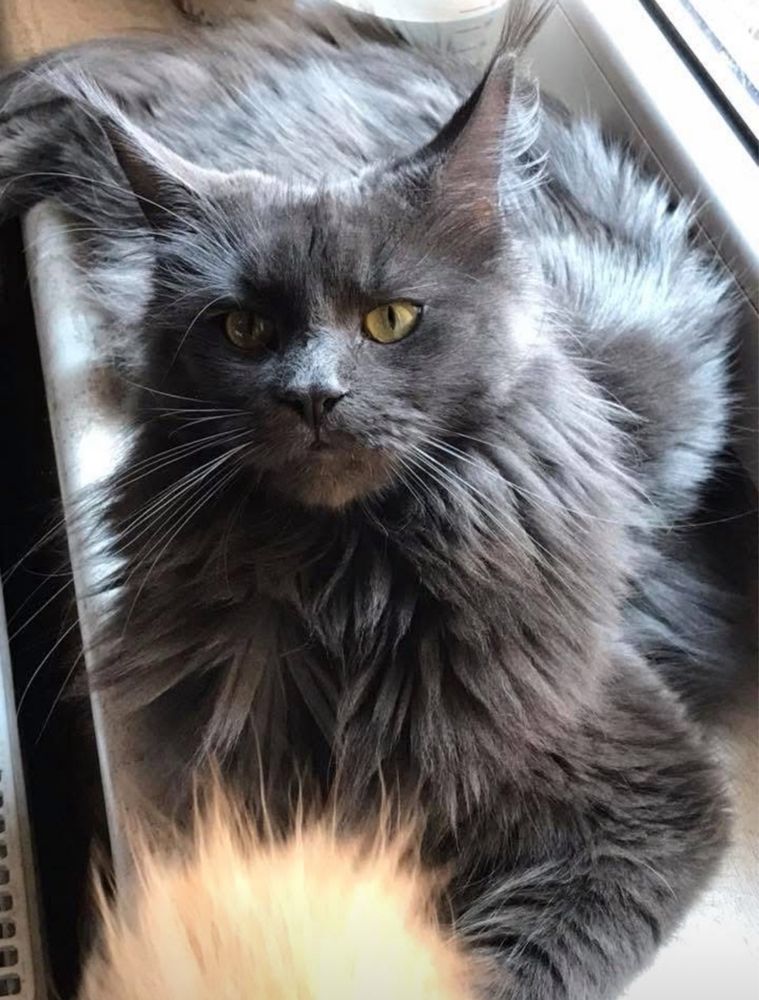 Kotka Epi Maine Coon szuka nowego domu .