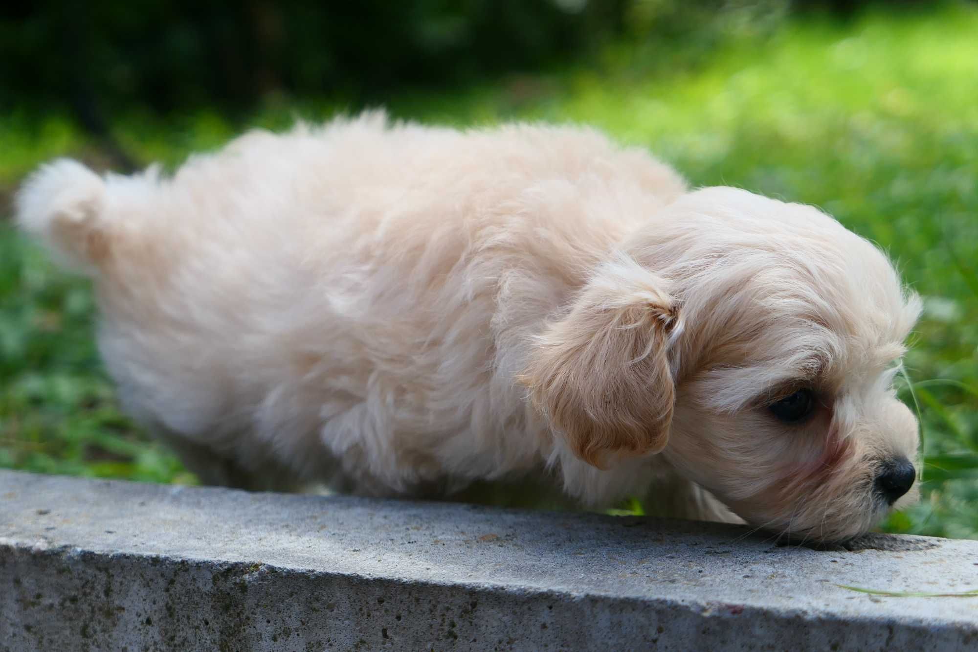 Maltipoo - Piesek F1