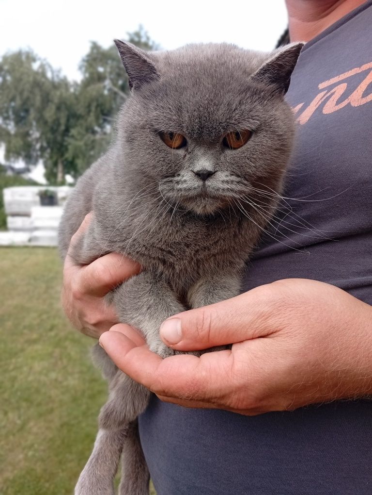 Brytyjski kotek,niebieski