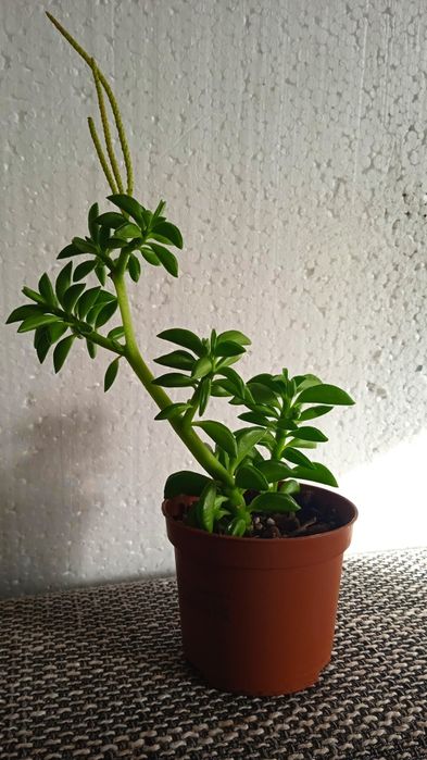 Кімнатні рослини