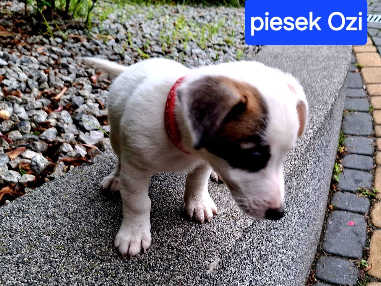 malutki !!! piesek Jack Russell 3 szczepienia RODZIICE W HODOWLI