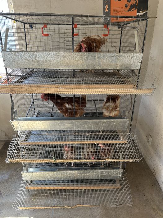 Клітка для курей, птиці, кролів