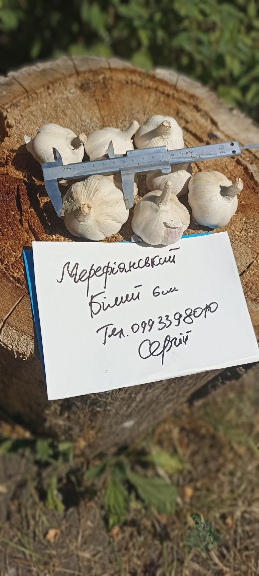 Часник Мерефіанський білий Мереф'янський білий часник 6 см