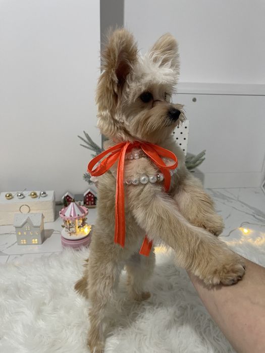 Наймиліші Помапу  експортний рівень якості!