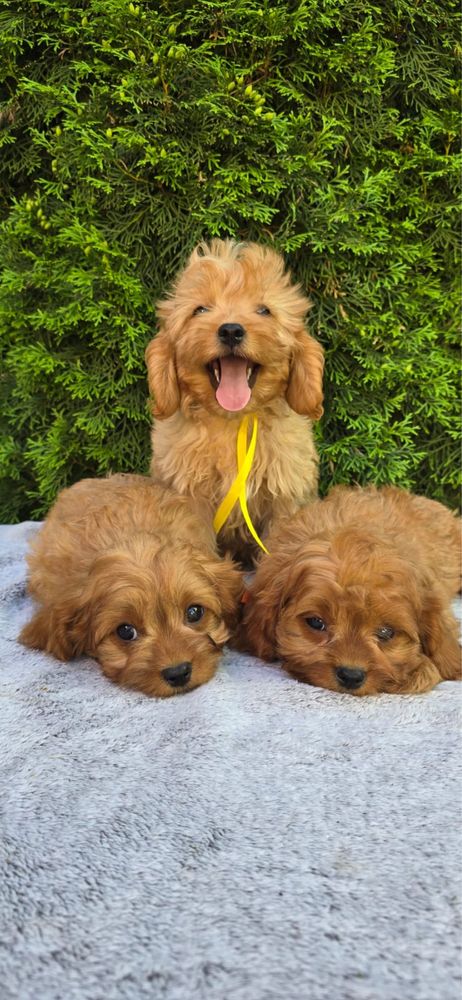 XXS Cavapoo MINI badania pudel cavalier bardzo inteligentny