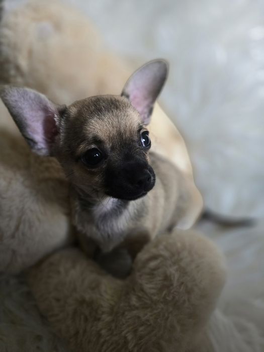 Śliczny krótkowłosy piesek rasy Chihuahua