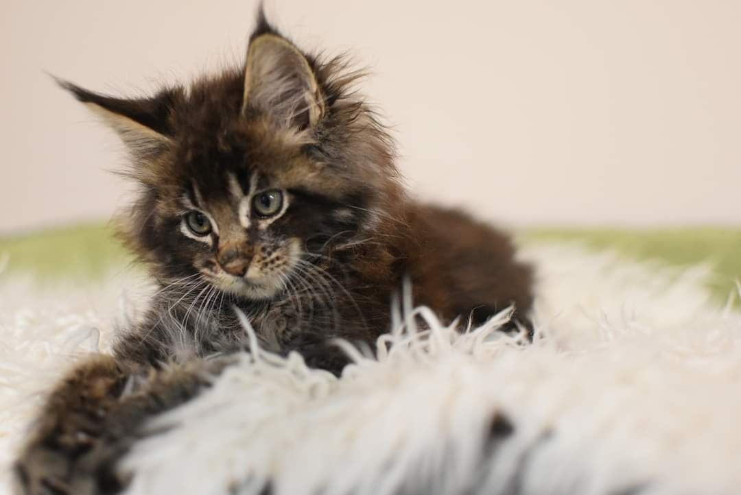 Kocurek Maine Coon /Do Hodowli