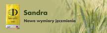 Sandra jęczmień ozimy dwurzędowy