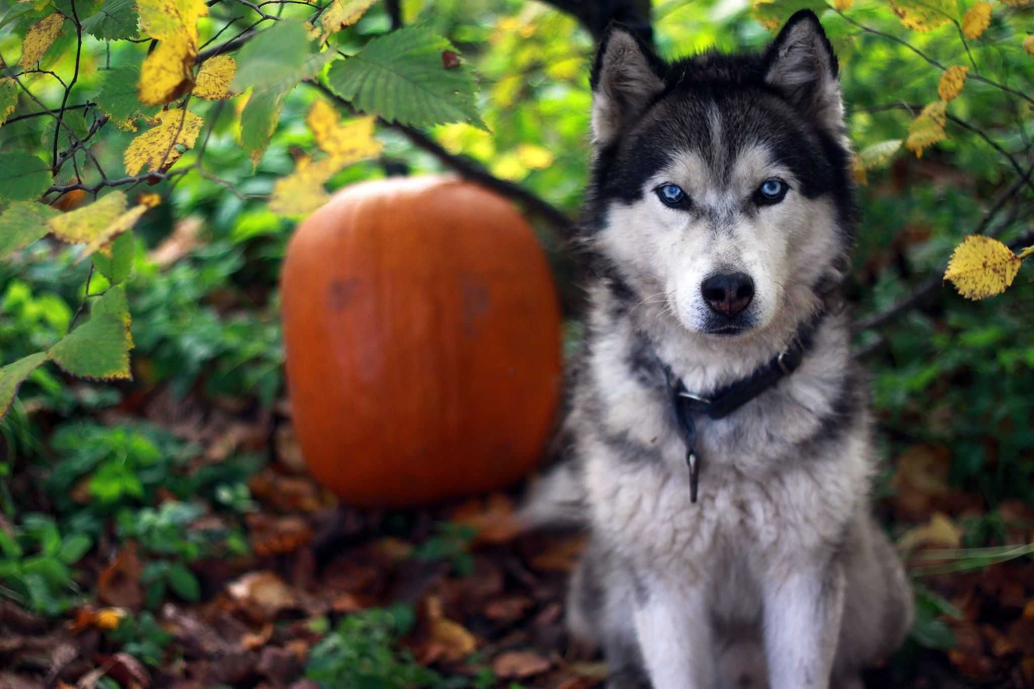 Pies husky o niezwykłych oczach szuka aktywnego domu