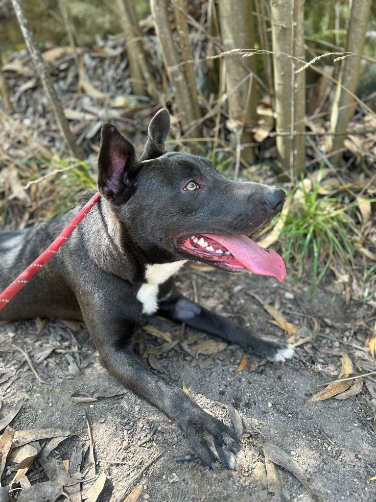 Meninao cinza lindo para humanos de bom coracao