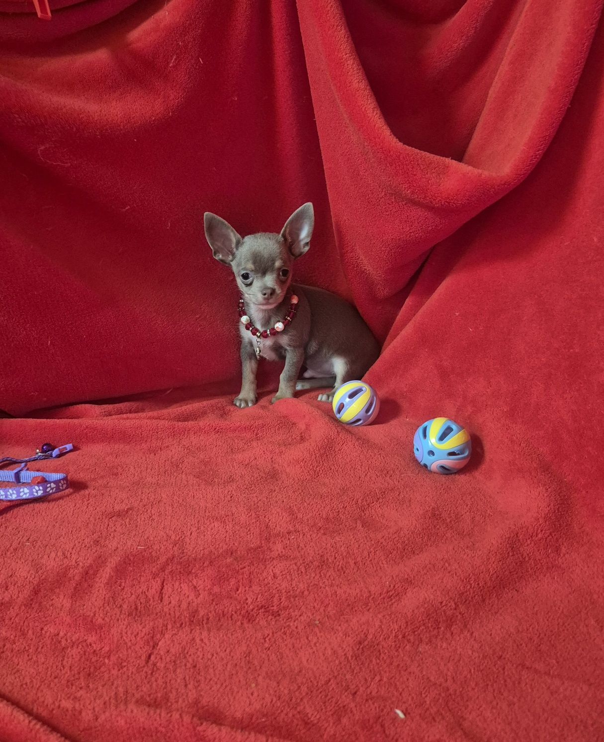 Chihuahua Macho Mini Criadora Registad