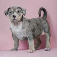 American Bully XL ABKC samica tri merle