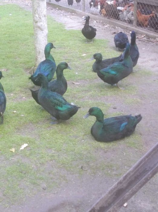 kaczki Kajuga para lub 2+1