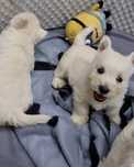 West Highland White Terrier- szczeniak