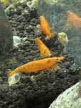 Krewetki Neocardina ORANGE