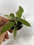 Philodendrons baby - ghost, silver, pink, anderson, brandtianum