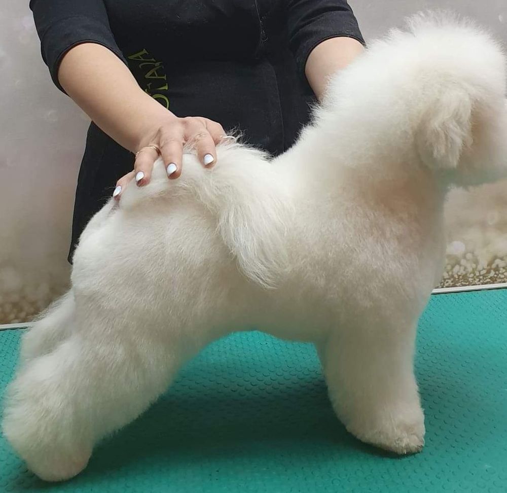 Piękna i wyjątkowa dziewczyna Demi bichon frise FCI ZKWP