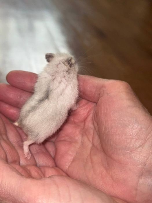 Джунгарські хом'ячки.