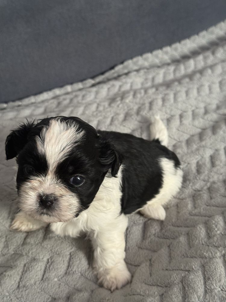Słodki piesek Shih Tzu
