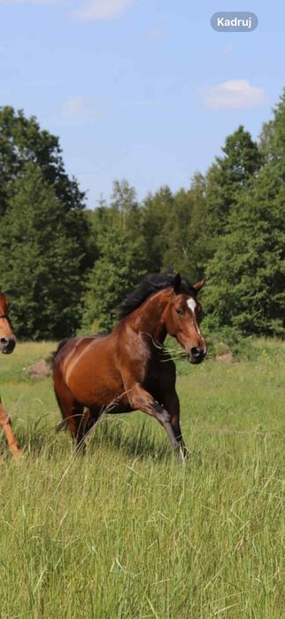 4 letnia klacz Zangersheide