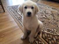 Golden Retriever Rodowód