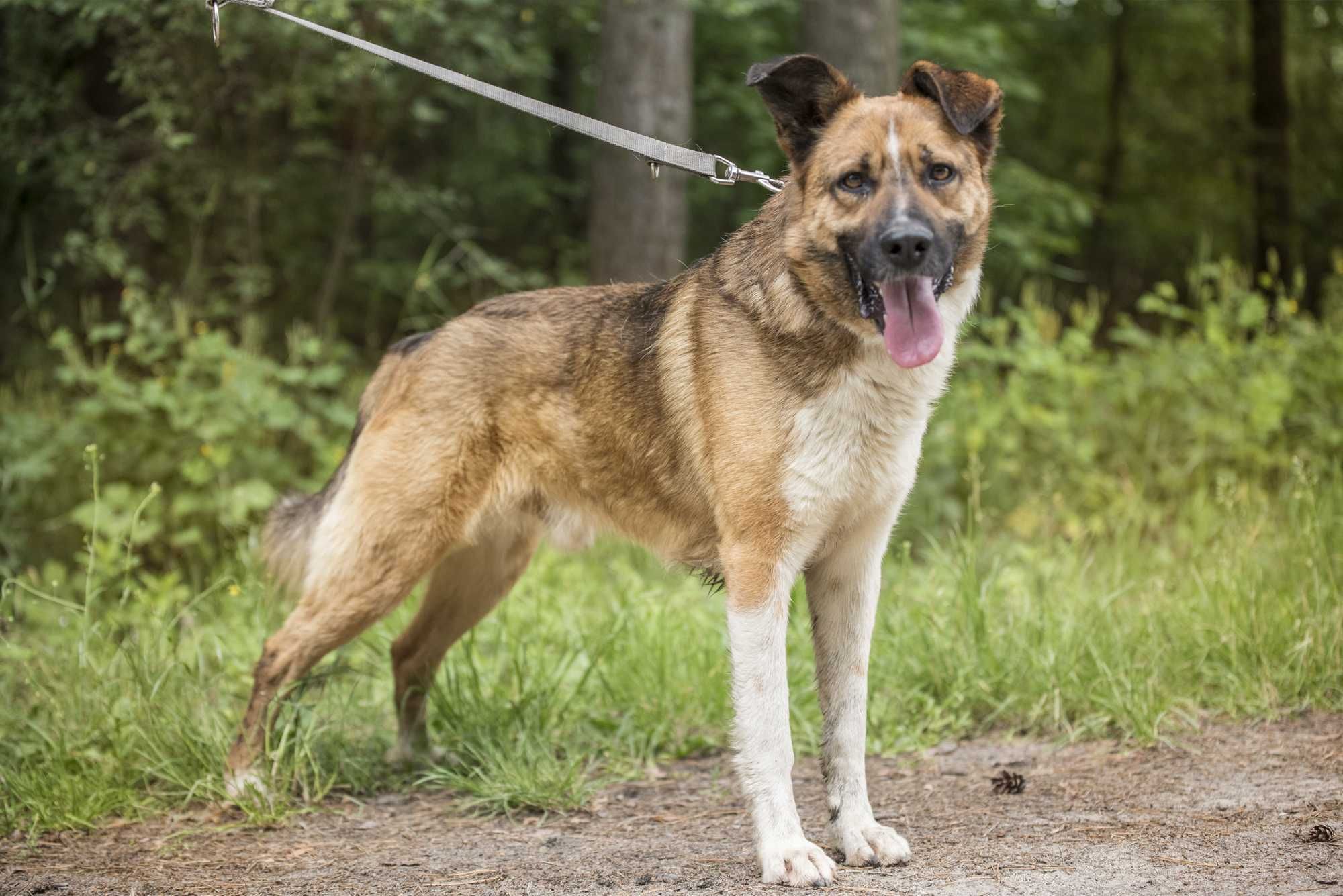 Stich - pięknie umaszczony, posłuszny, cudowny psiak do adopcji