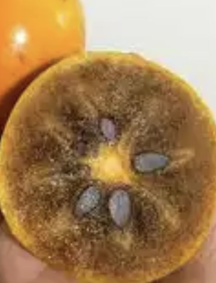 Diospireiro chocolate