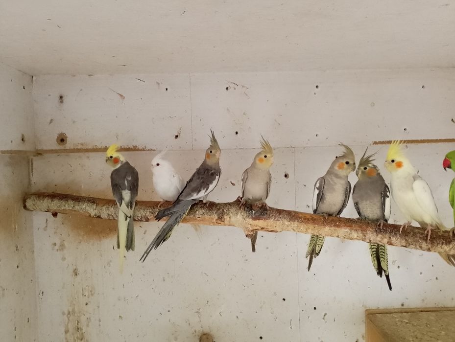 Sprzedam Papugi Nimfy