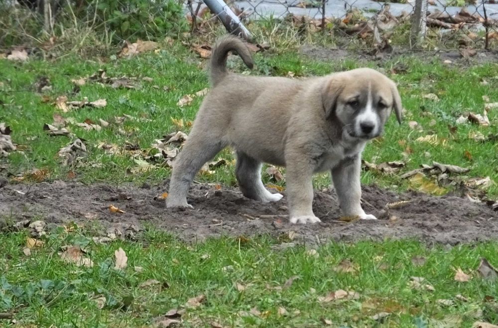 Owczarek Środkowoazjatycki suczka