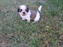 Shih-tzu mini piesek