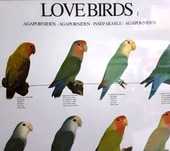 Cartaz poster de aves, passaros, nomes em varias linguas, mutações